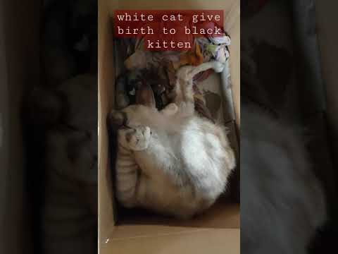 white cat give birth to black kitten
