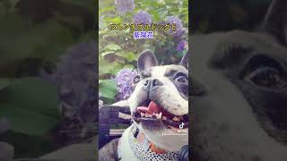 『フレンチブルドッグ』紫陽花とひまりさん🐶