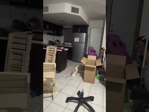 Un chat orange hilarant échoue trois fois en essayant de monter dans une boîte.