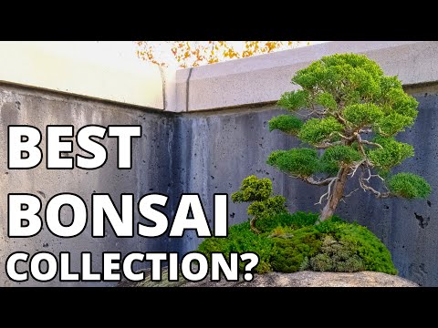 Best Bonsai Collection in the Eastern US? Tour the NC Arboretum Bonsai Exhibition Garden!