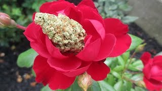 second that emotion 2-14-76