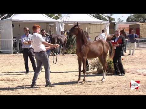 N.96 MIDA MONISCIONE - Bergamo 2015 - Futurity Females (Class 12)