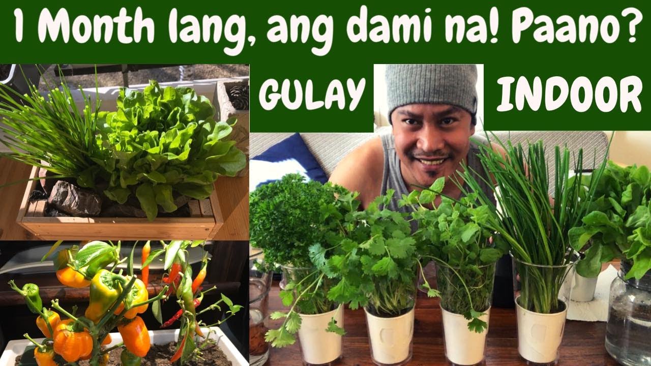 Isang BUWAN na Pagtitiyaga. Marami ng Gulay sa Loob ng Bahay. Indoor Gardening. Garden.