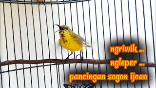 Download lagu SOGON TROTOL NGRIWIK NEMVAK NGLEPER PANCINGAN SOGON IJOAN   #pancingansogonijoan #sogontrotol #sogon mp3