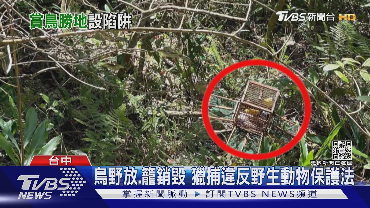 大雪山林道見誘捕鳥籠　關黃山雀、青背山雀