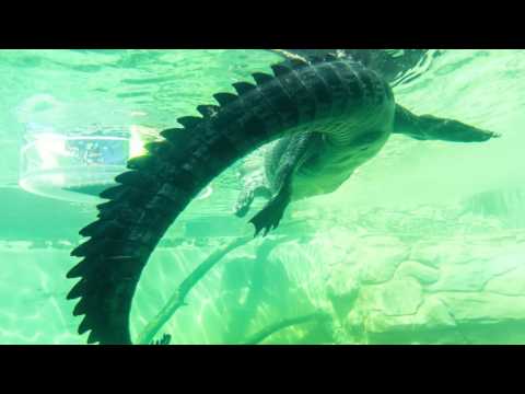 Kryon 2017 - The Impossible Future