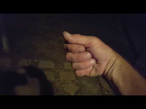 Cross orb weaver named yo yo!