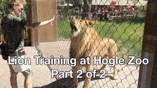 preview picture of video 'Lion Training at Hogle Zoo in Salt Lake City, Utah (Part 2 of 2)'