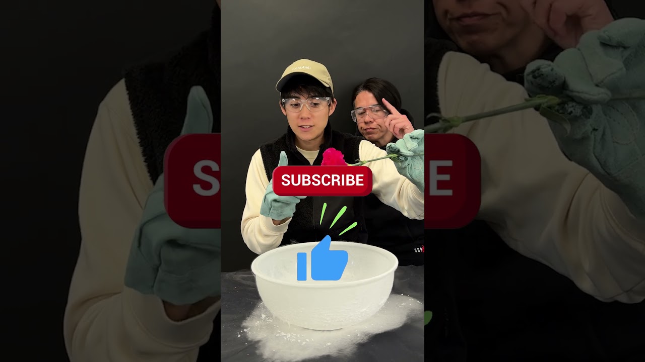 液体窒素に花をいれたらどうなる？