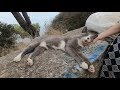 Hungry Cat Falling Asleep After Eating
