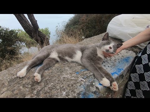 Hungry cat falling asleep after eating - YouTube