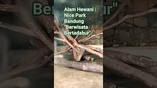 Download lagu Alam Hewani | The Nice Park Bandung mp3 Download lagu Alam Hewani | The Nice Park Bandung mp3