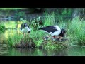 இڿڰۣ MAGPIE GEESE Music By Shirley Cason