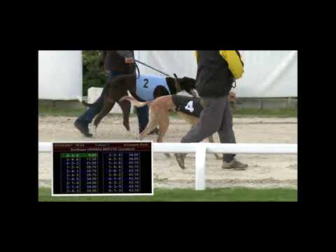 Kincsem agárstadion - Szezonnyitó Nagydíj S1/1.futam 2021.05.07