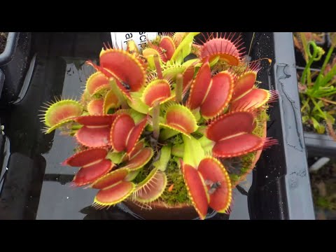 Feeding Every Trap on My Venus Flytrap Plant—No Bug is Safe!