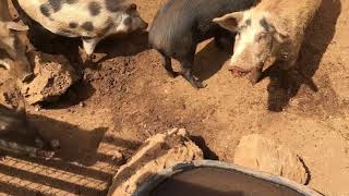 What happened to Doreen Virtue&#39;s rescue pigs?