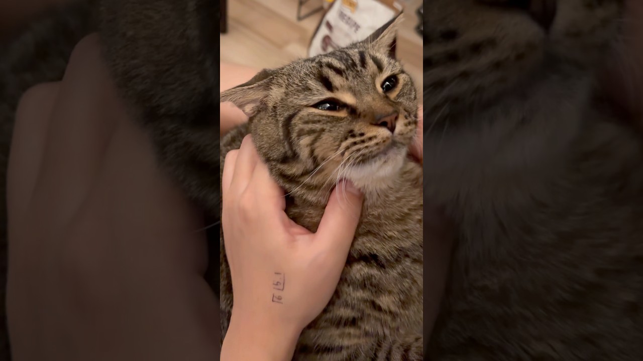 【伝説】プチたぬきの歌www #cat #猫