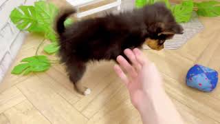 ハーフ犬の動画02