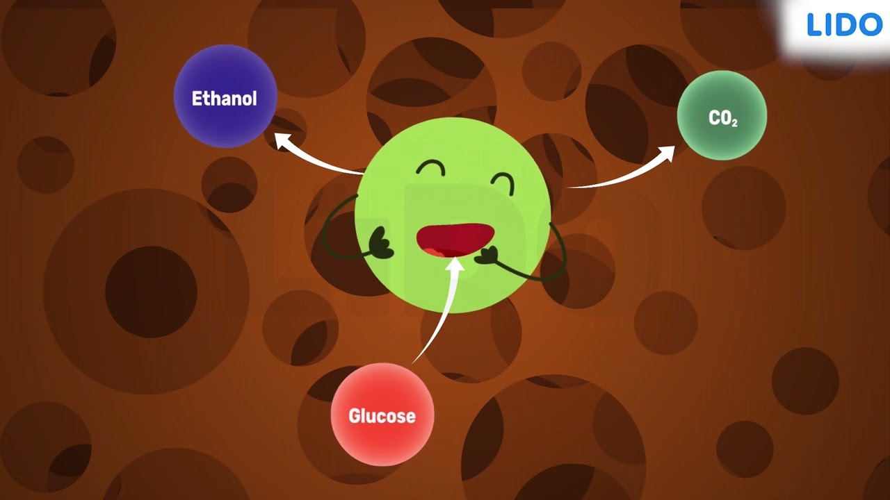 Use of Fungi- production of Bread | Economic Importance of Bacteria and Fungi | Class 9 Science ICSE