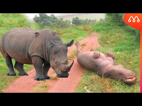 , title : 'RINOCERONTE vs HIPOPOTAMO: QUEM VENCE ESSA BATALHA? Rhino x Hippo Fight Real'