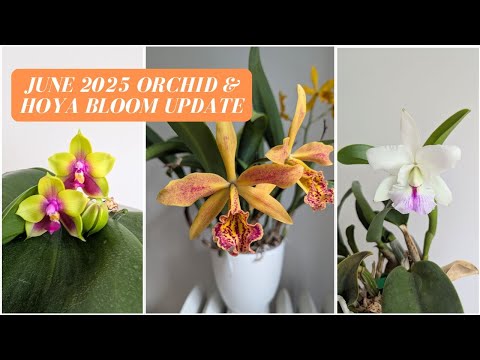 🌸 June 2025 Orchid & Hoya Bloom Update | First Time Bloomers + New Blooms!