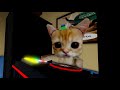 DJ El Gato - Mysterious Cheese DJ El Gato
