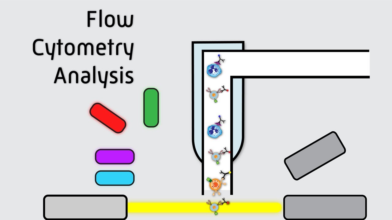 Flow Cytometry Analysis