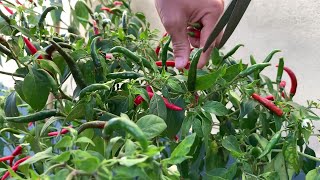 Tips for growing chili