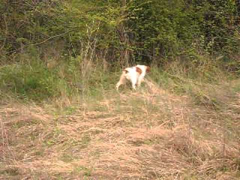 Nedeljno popodne-trening kerova, lovci Prcilovica 3