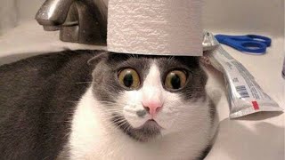 New Funniest Cats And Dogs 😹 - Best Funny Animal Videos 2024 😅 #16