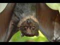 Batty Barney