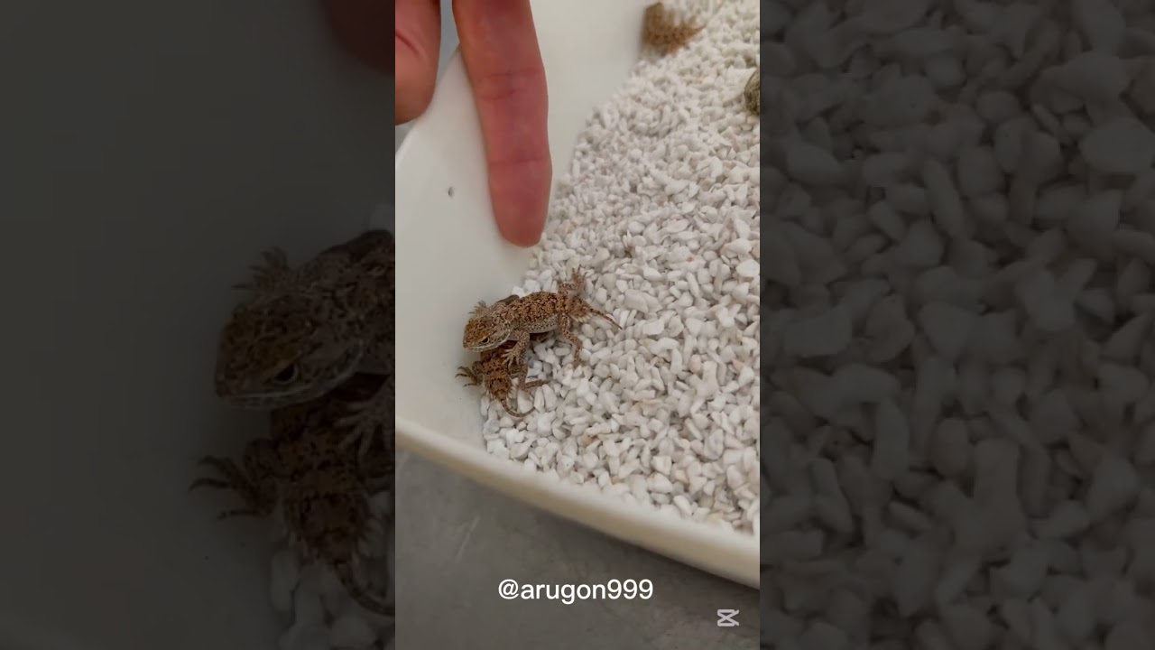 産まれたよ！テイラーカワリアガマ