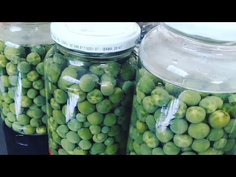 Como fazer conservas de Jurubeba