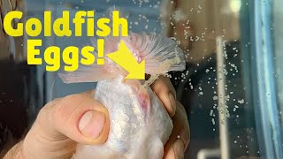 How to breed goldfish - Hand spawning ranchu goldf
