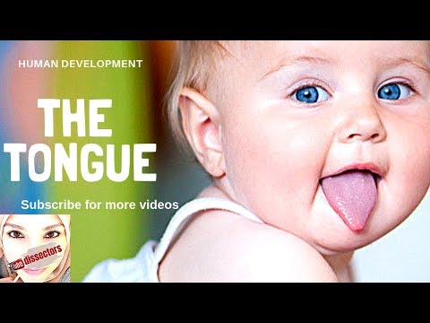 Special embryology - Development of the tongue