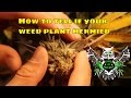 Hermied Weed Plant | How to tell if your cannabis plant is a hermaphrodite and what to do to fix it
