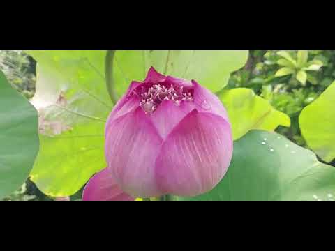 My Water Garden update - 01.08.25