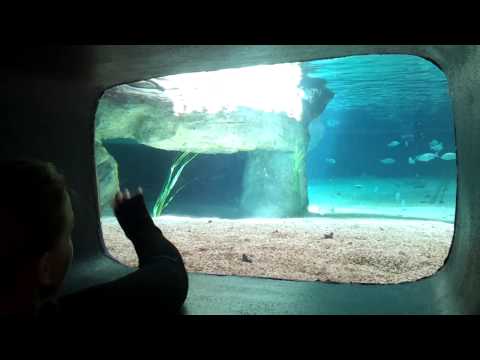 Nelly playing with penguins