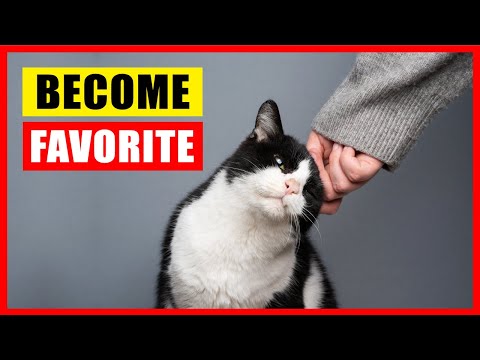 How to Become Your Cat's Favorite Person