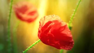 The Tyrel Orchestra - Morning has broken