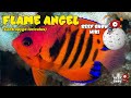 Reef Show Wiki: Flame Angel