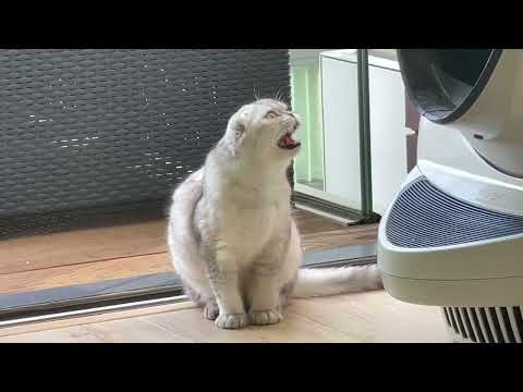 Cat Chatters And Hisses While Catching Fly