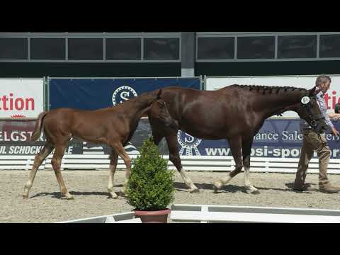 Themann, Sezuan´s Donnerhall-Don Schufro -Fürst Romancier