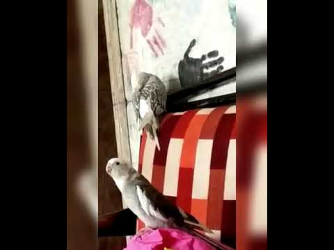 White face cockateil... Singing ( just a try of pirates of the Caribbean)