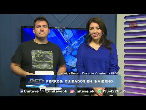 Cuidados de las mascotas durante el invierno