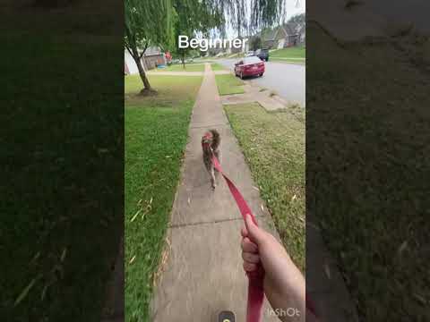 ¡Los perros arrastran a su dueño en una patineta!