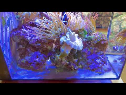 Fluval Spec 16 gallon  BTA saltwater tank update, 2 years in.