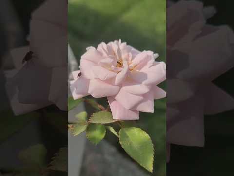 #flowers #motivation #youtubeshorts