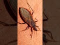 Whatever You Do, Do Not Kiss This Kissing Bug #shorts