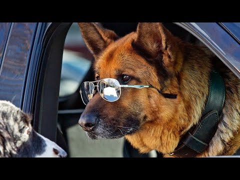 CATS & DOGS 3: PFOTEN VEREINT! | Trailer deutsch german [HD]